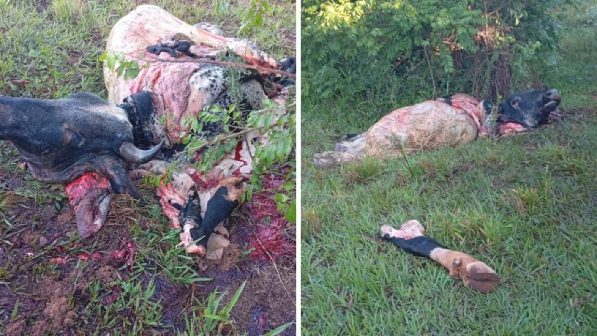  Boi é abatido e carneado por bandidos em propriedade rural de Ivinhema