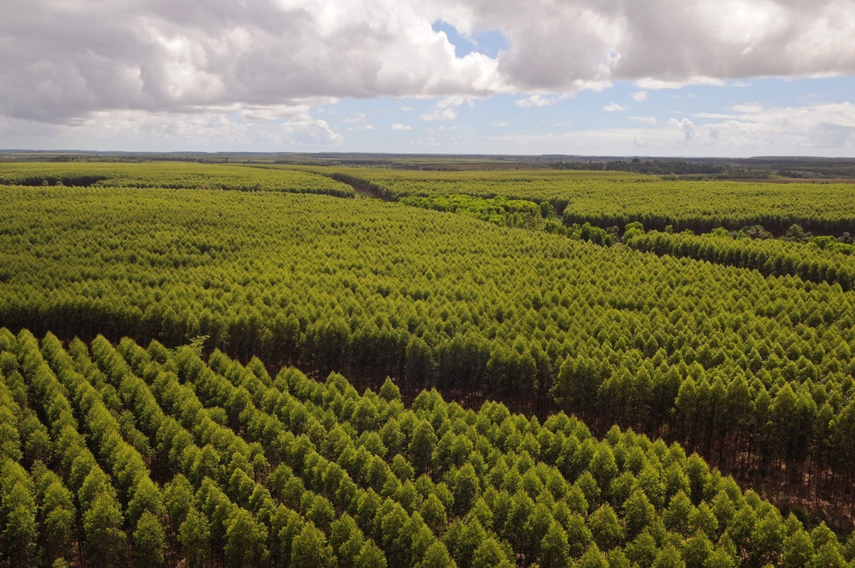 Unidade da Suzano em Ribas do Rio Pardo - Florestas Eucalipto - Mato Grosso do Sul