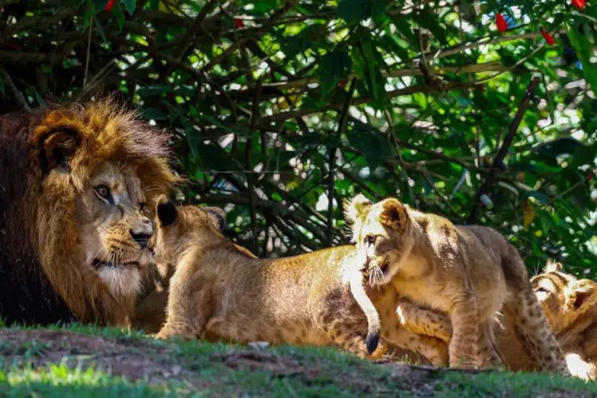 Ursinha polar e filhotes de leão são atrações em Aquário e Zoo de SP