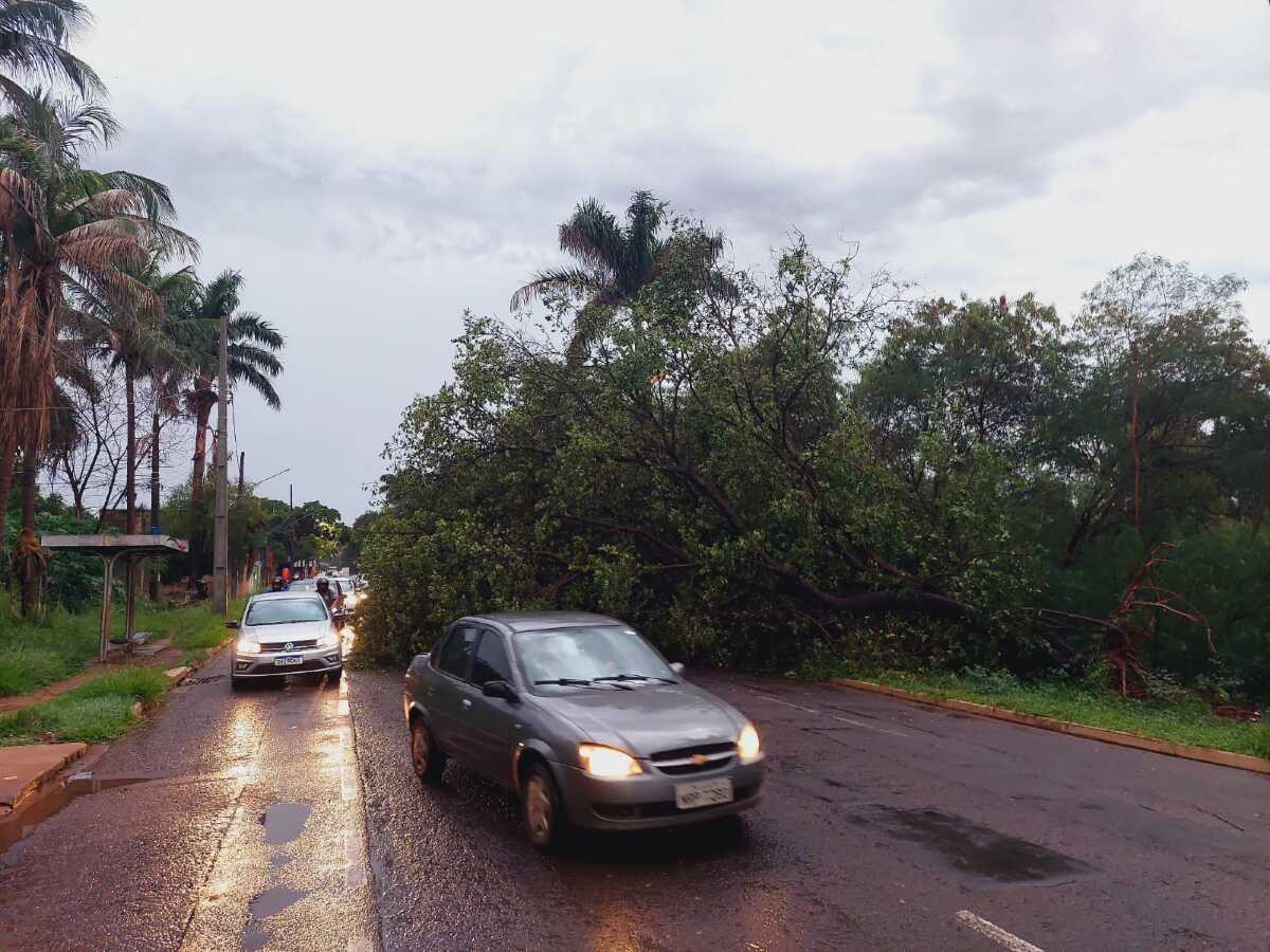 Temporal de 68 milímetros deixou série de estragos em Campo Grande