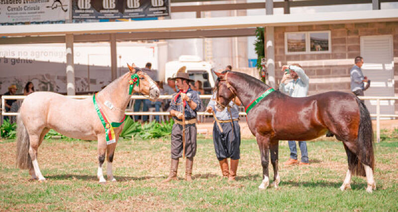 Julgamentos morfológicos e grandes campeonatos ocorrem nesta sexta (4) e sábado (5) em Campo Grande
