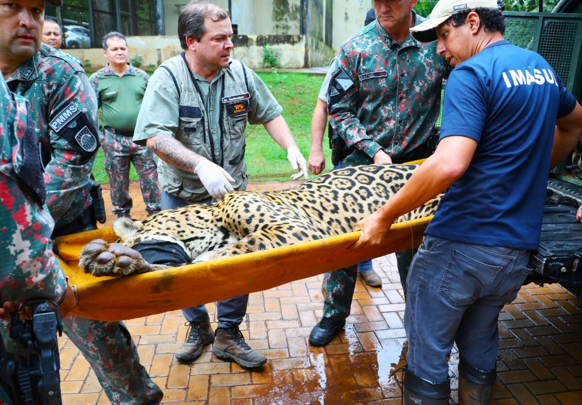 Onça capturada após ataque é levada ao CRAS em Campo Grande