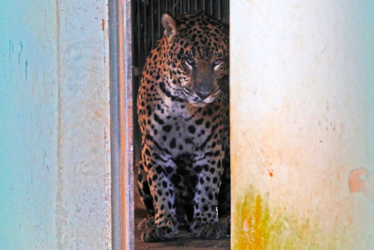 Onça-pintada resgatada no Pantanal segue em recuperação no CRAS