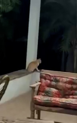Moradora flagra ataque a gato e teme presença de onça em Mato Grosso do Sul