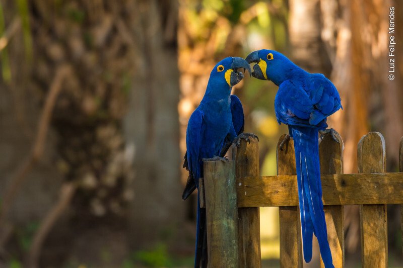 Corumbá brilha no Global Big Day 2025 com 161 espécies de aves