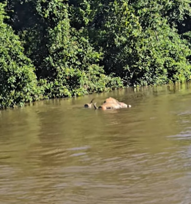 Registro raro mostra força de onça ao arrastar boi no Pantanal