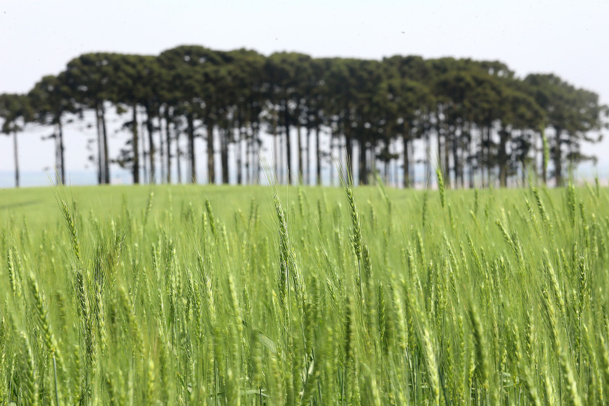 Culturas de inverno avançam e aumentam produtividade em Mato Grosso do Sul