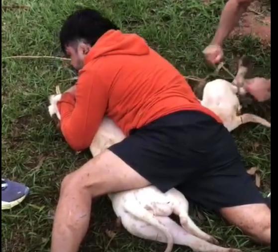 Lutador usa técnicas para conter pitbulls e evita tragédia em Mato Grosso do Sul