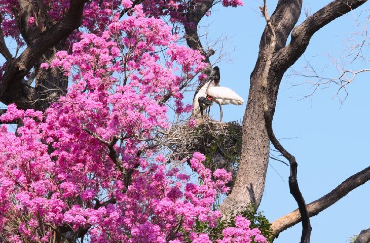 Mato Grosso do Sul investe R$ 30 milhões ao ano na conservação do Pantanal