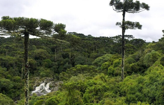 Licenciamento ambiental: governo e entidades pedem adiamento de votação por risco de “dano irremediável”