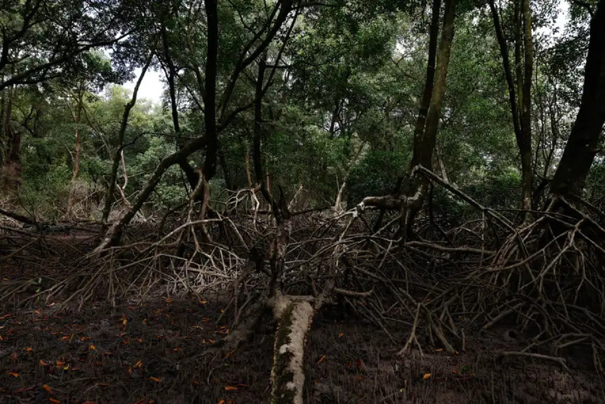 Margem Equatorial deve ser mais pesquisada, diz Academia de Ciências