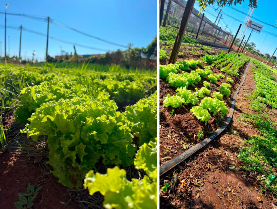 Terreno de subestação vira horta comunitária e fortalece sustentabilidade em Campo Grande
