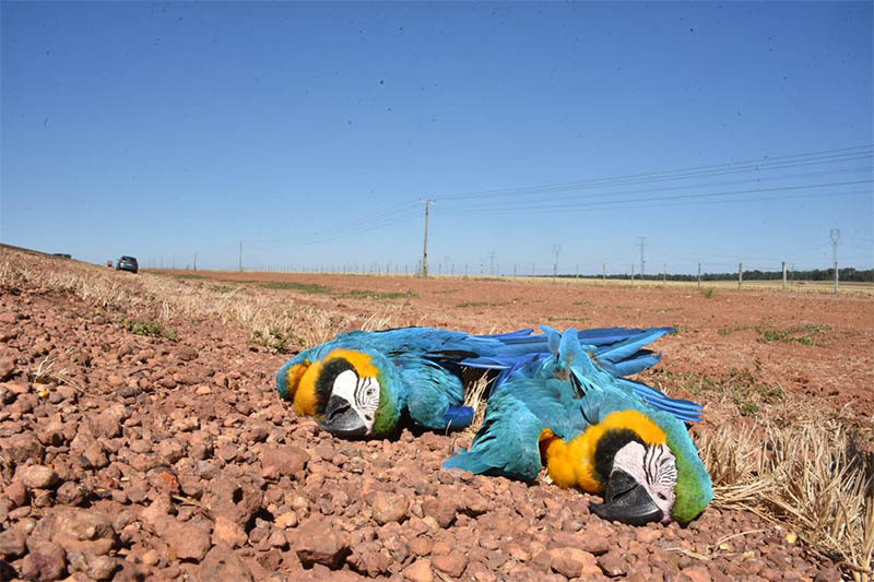 Araras vítimas de agrotóxicos após colheita de milho