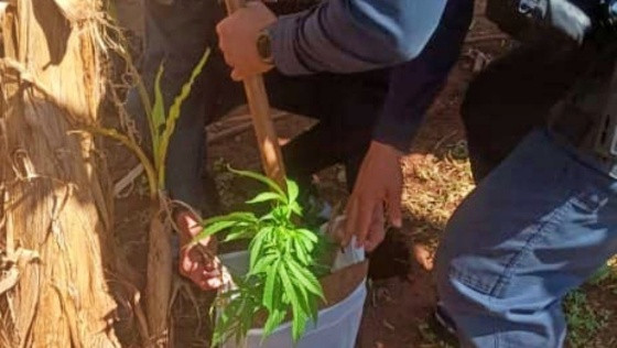 Polícia Militar Apreende Cultivo de Maconha, a denúncia, feita por  lideranças da Aldeia Recanto