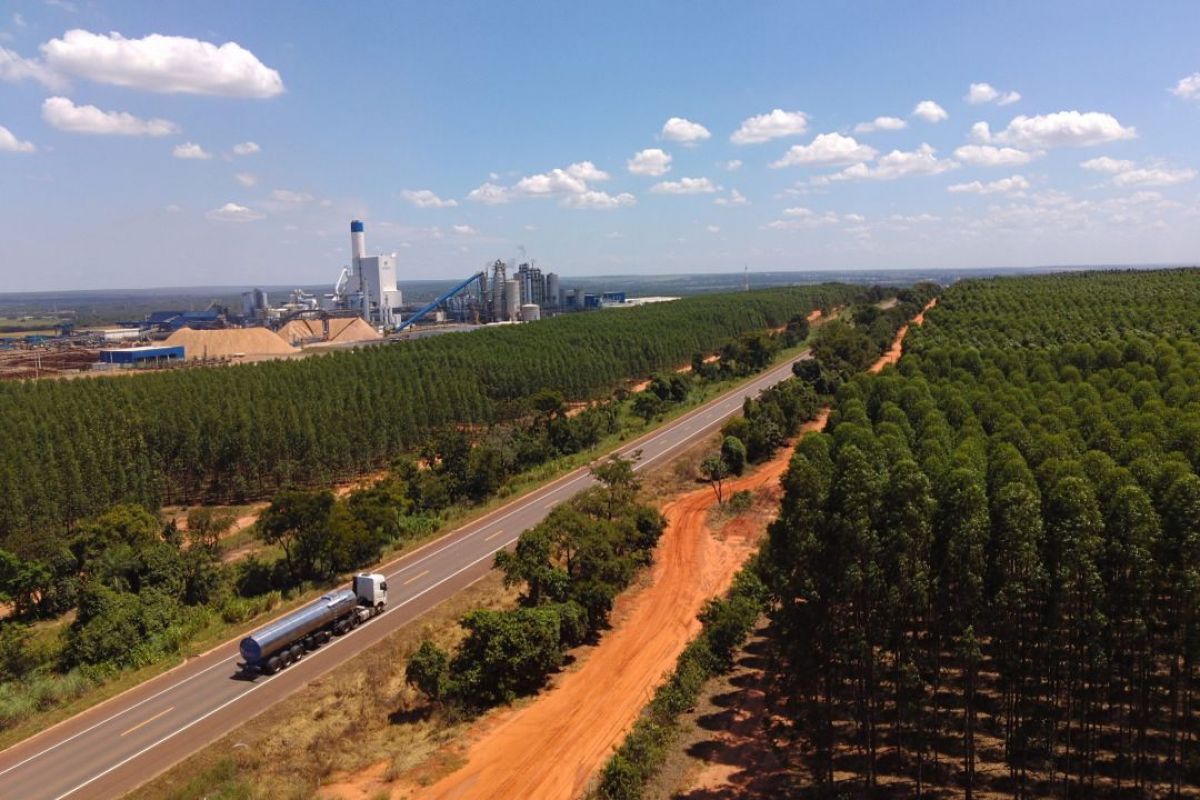 Vale da Celulose em expansão no Mato Grosso do Sul