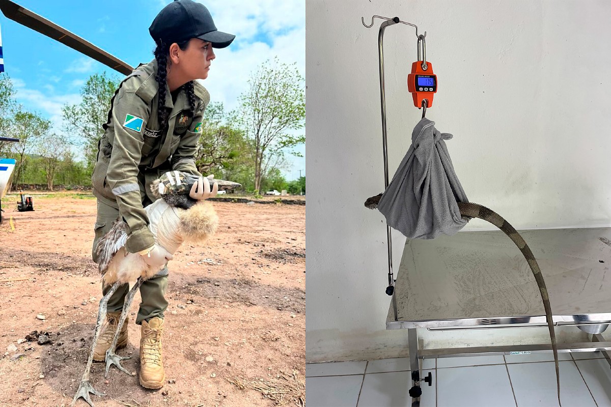 Pantanal ganha primeiro posto médico-veterinário avançado para animais selvagens