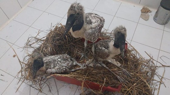 Pantanal ganha primeiro posto médico-veterinário avançado para animais selvagens