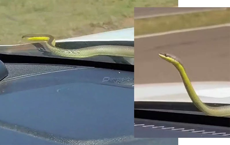 Cobra saiu do capô em frente ao parabrisa na rodovia