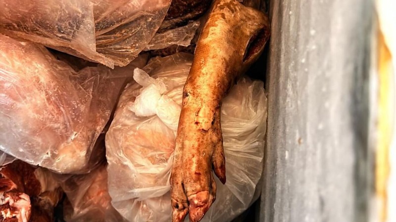 Operação em Jaraguari apreende quase uma tonelada de carne imprópria para consumo