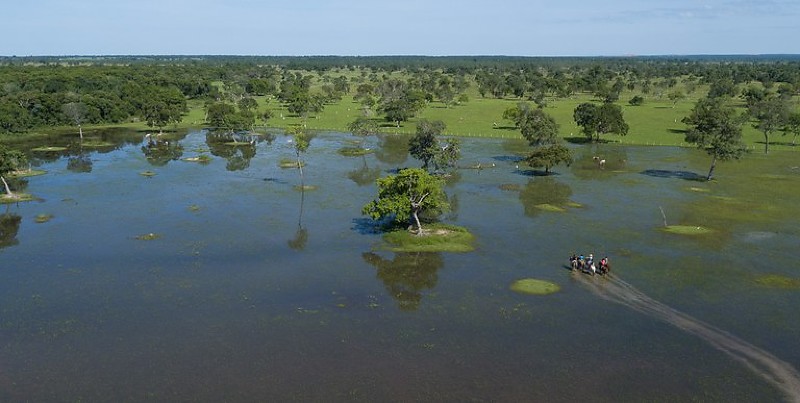 Programa do Fundo Clima Pantanal remunera preservação de vegetação nativa além da legislação