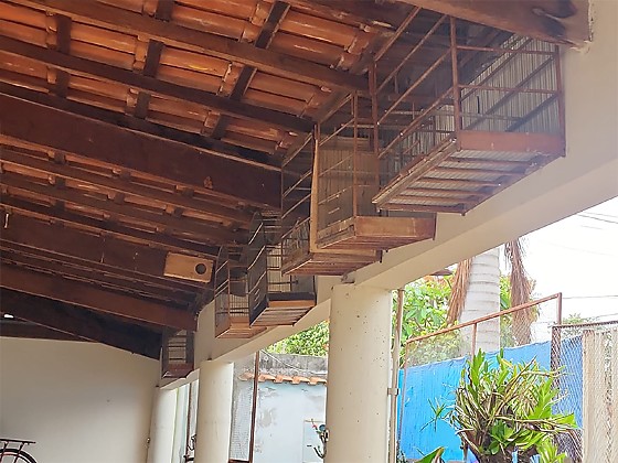 Com alvos em Mato Grosso do Sul operação Libertas resgata quase 800 animais silvestres