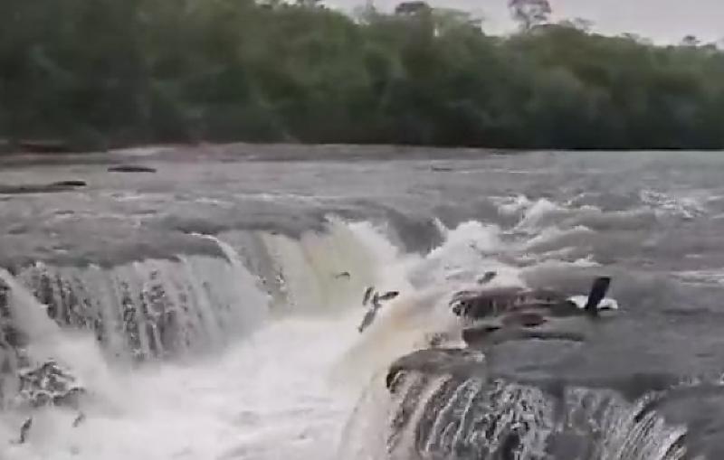 Fenômeno natural antecipa a migração e marca a reta final da temporada de pesca no Estado