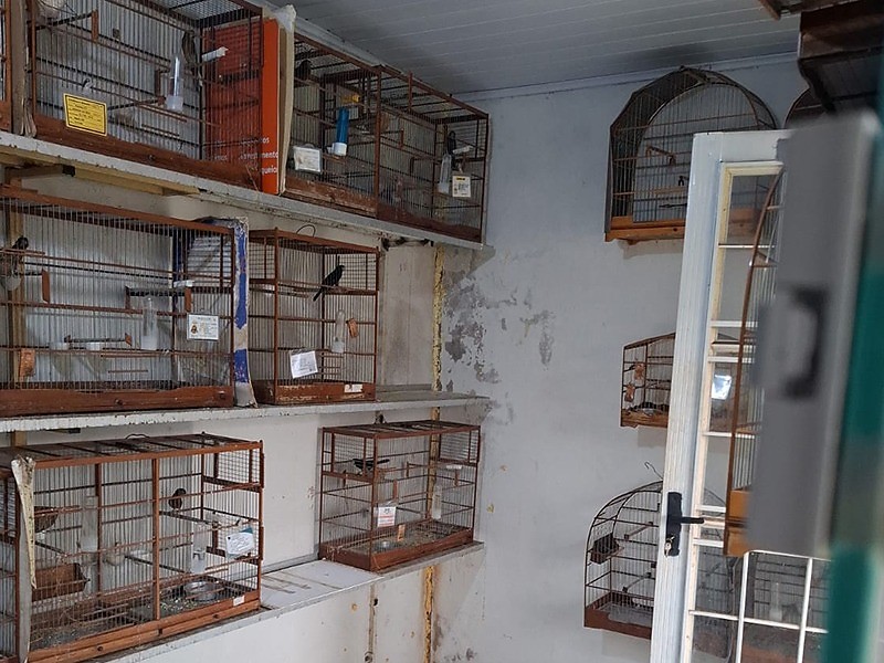 Operação Libertas prende 18 pessoas e resgata quase 800 animais em 11 estados