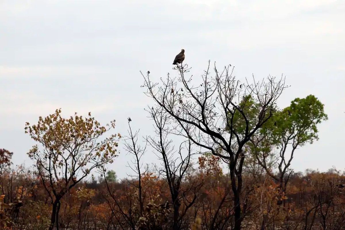 Fronteira Cerrado: acesso desigual ao Estado agrava conflitos agrários