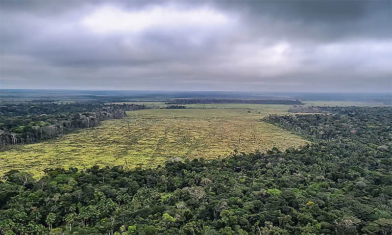 Pacto coíbe comércio de soja de áreas desmatadas da Amazônia