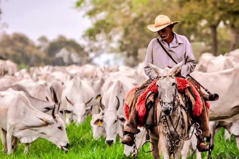 Pecuária sustentável ganha protagonismo na agenda climática global