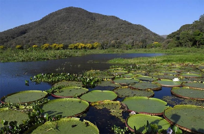 Pantanal em Mato Grosso do Sul