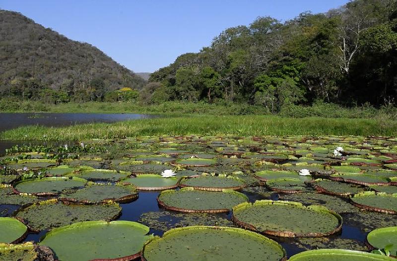 Governador Eduardo Riedel afirma que o Estado vive “um ponto de virada” na agenda ambiental e econômica durante encontros internacionais em Belém