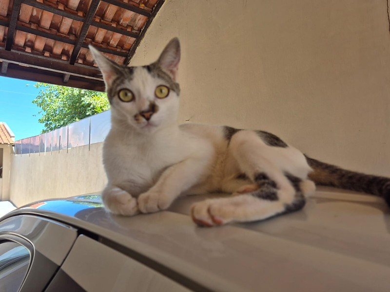 Parceria entre SUBEA e UFMS realiza milhares de procedimentos e salva animais em situações críticas