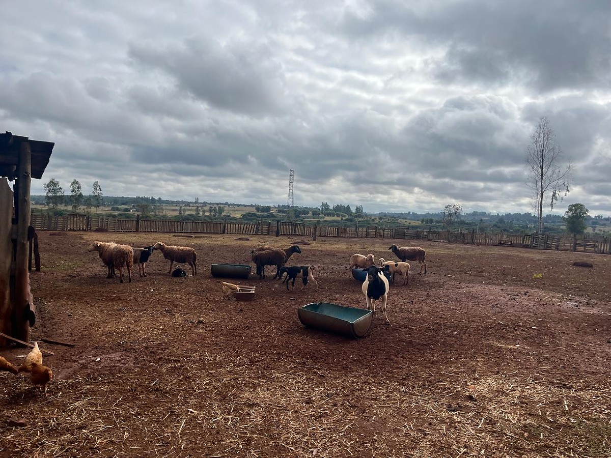 Campo Grande lança programa inédito para fortalecer produção de carne ovina
