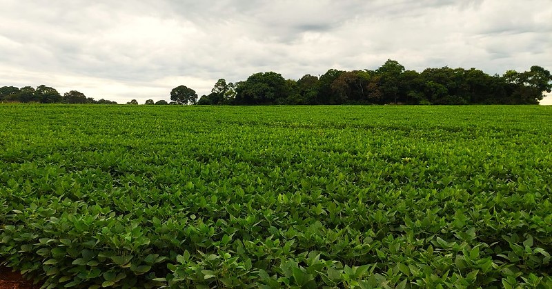 Plantação de Soja segunda safra 2025 & 2026 em Mato Grosso do Sul