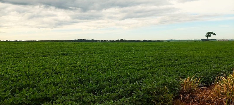 Plantação de Soja segunda safra 2025 & 2026 em Mato Grosso do Sul