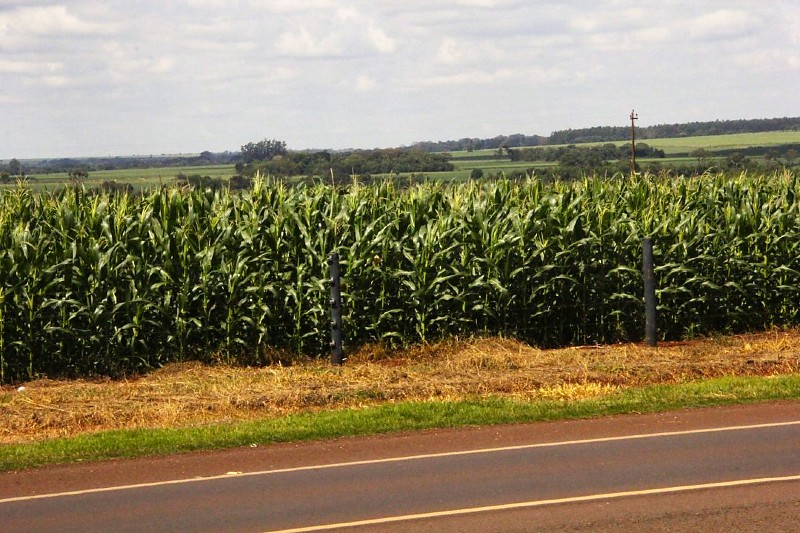 Plantação de Milho segunda safra 2025 - 2026 em Mato Grosso do Sul