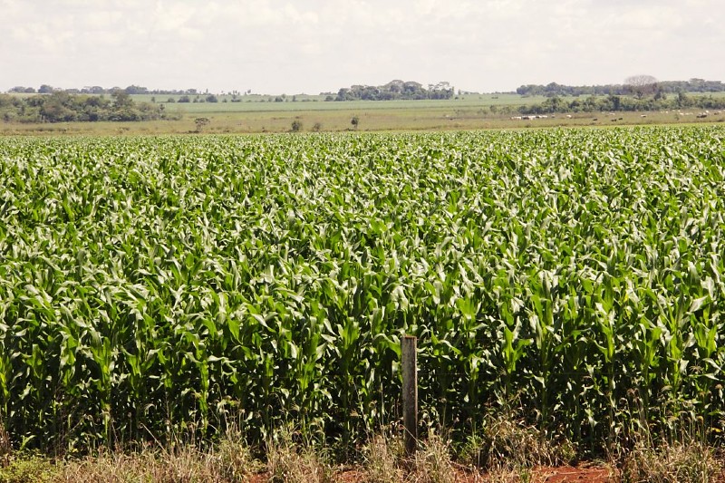 Plantação de Milho segunda safra 2025 - 2026 em Mato Grosso do Sul