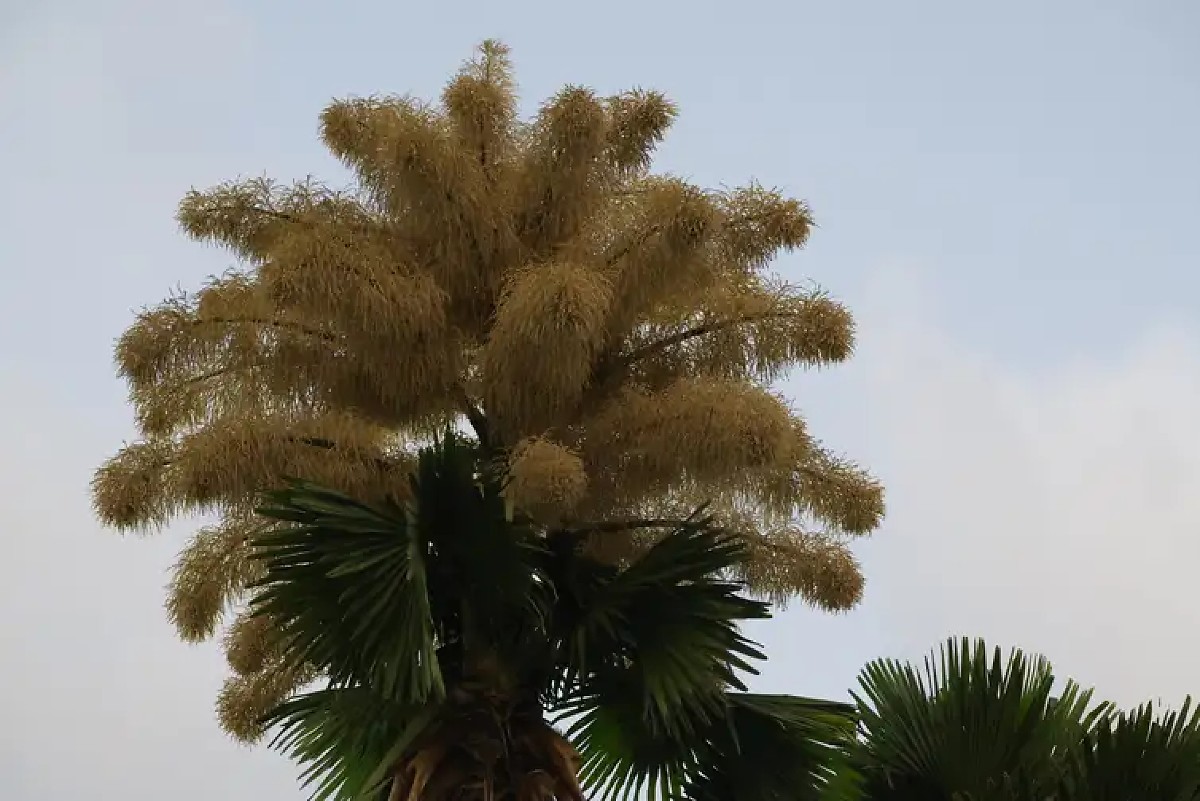 Palmeiras raras florescem no Parque do Flamengo após 60 anos