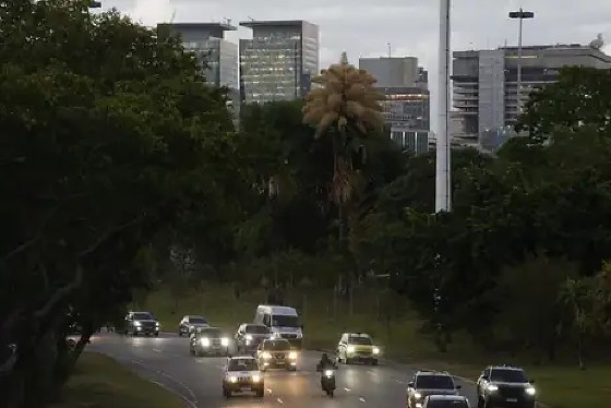Palmeiras raras florescem no Parque do Flamengo após 60 anos
