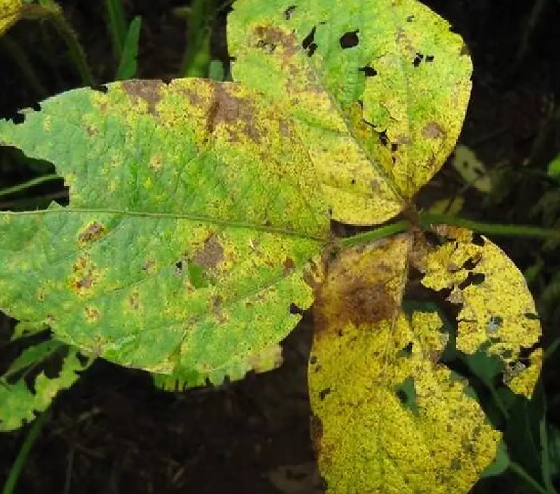Primeiro foco de ferrugem asiática da safra é confirmado em Mato Grosso do Sul