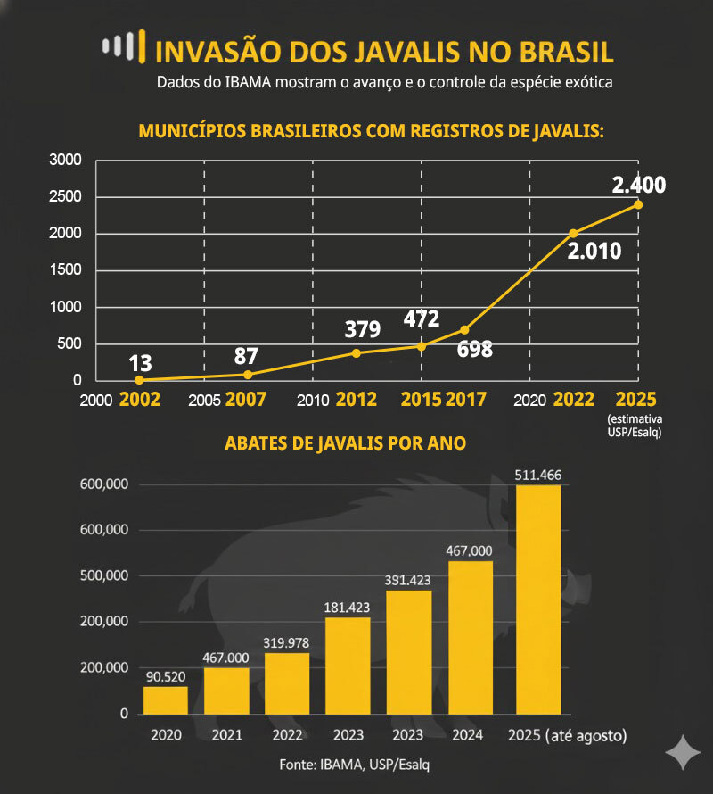 Mais de 500 mil javalis foram abatidos em 8 meses no Brasil