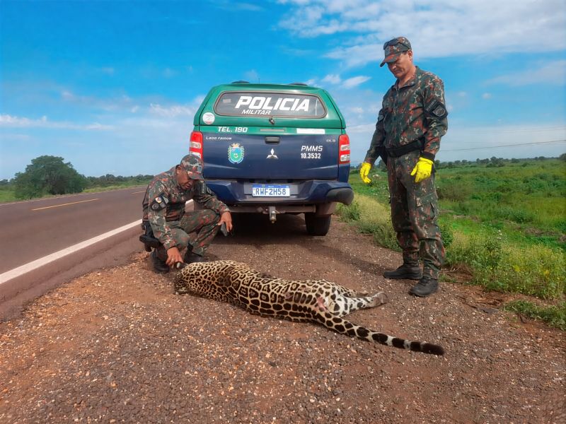 Pacote de obras amplia proteção à fauna no Pantanal e reforça exigências do Ibama