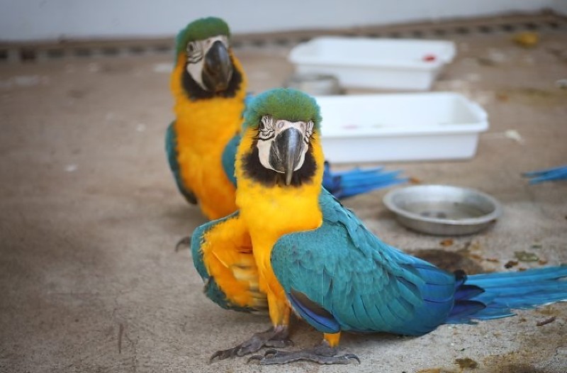 Mato Grosso do Sul inaugura centro de triagem para fortalecer proteção da fauna