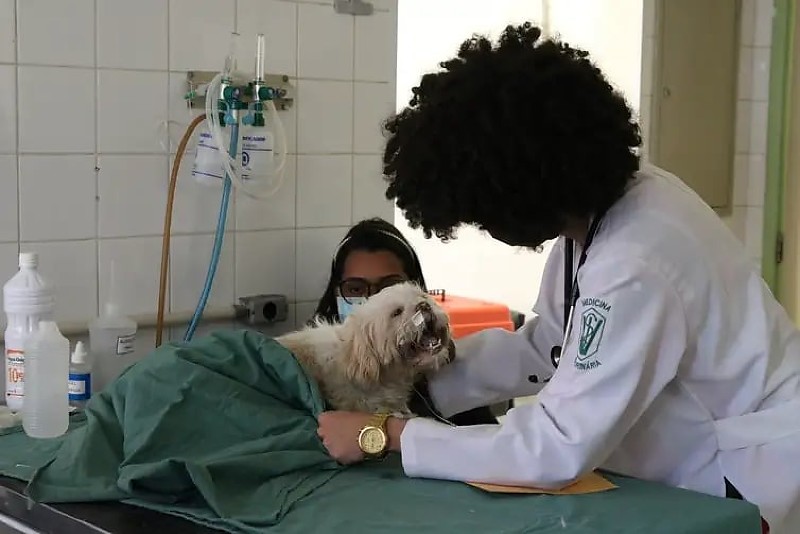 Atendimento veterinário