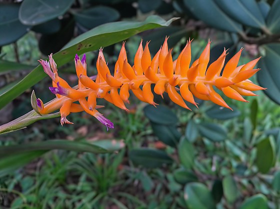 Espécie nova de bromélia floresce no Jardim Botânico do Rio