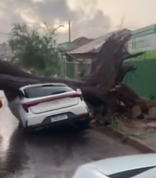 Temporal provoca quedas de árvores e alagamentos em Campo Grande