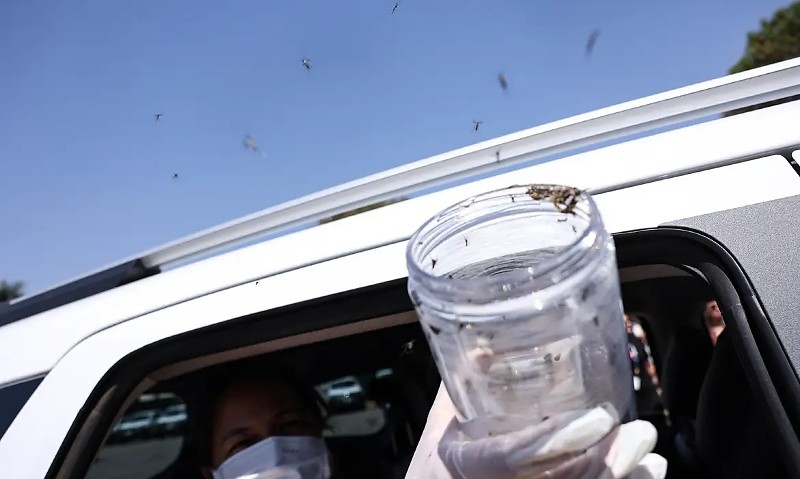 Brasília (DF), 09/09/2025 - Mosquitos aedes aegypti inoculados com a bactéria Wolbachia são soltos por agente da secretaria de Meio Ambiente do DF. O ministro da Saúde, Alexandre Padilha, inaugurou a biofábrica de Wolbachia de Brasília, no Núcleo de