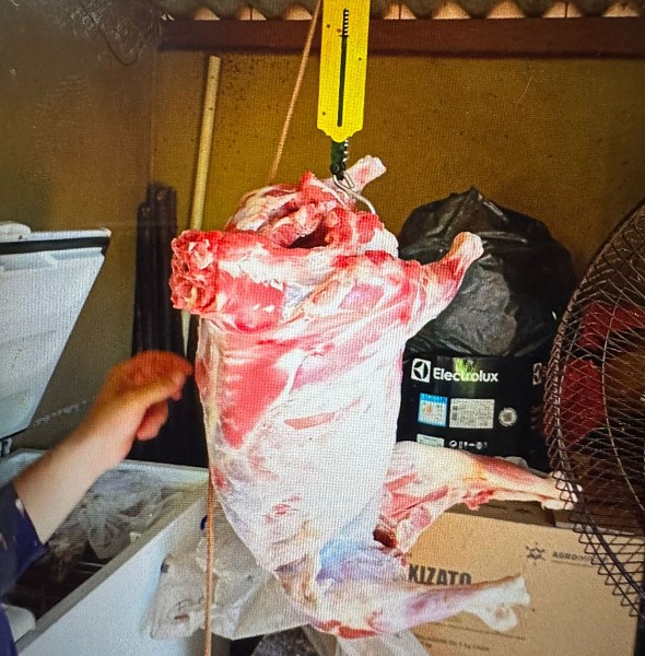 Polícia Civil esclarece furto de carneiros em Anaurilândia