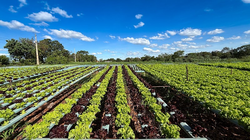 Agricultura familiar amplia presença na merenda escolar em MS
